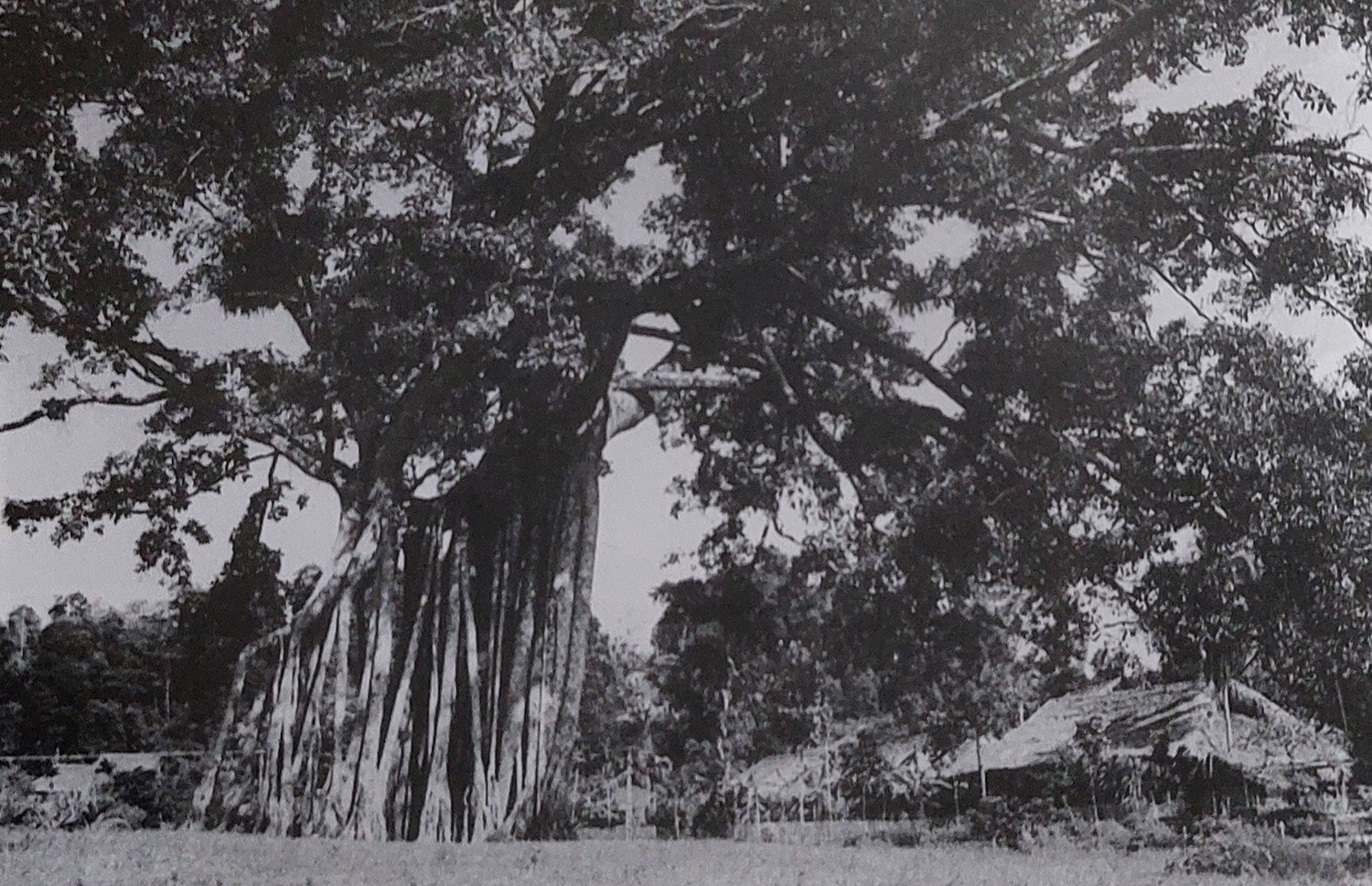 Cây đa Tân Trào. Tại đây, ngày 16/8/1945, đồng chí Võ Nguyên Giáp đọc Quân lệnh số 1 của Ủy ban khởi nghĩa. (Ảnh tư liệu: tuyenquang.dcs.vn) 202392884713-145125.jpg