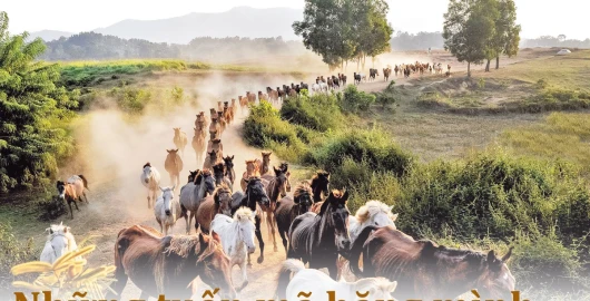 Những tuấn mã băng mình trên vùng đồi Bá Vân