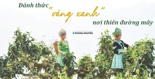 Đánh thức "vàng xanh" nơi thiên đường mây