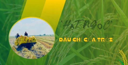 “Hạt ngọc” đâu chỉ của trời