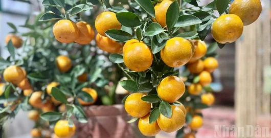 [Ảnh] Hoa Tết Thủ đô khoe sắc Xuân