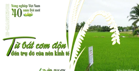 Từ bát cơm độn đến trụ đỡ của nền kinh tế