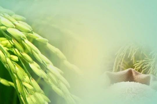 Con đường lúa gạo Việt Nam: Những dấu chân và thành tựu