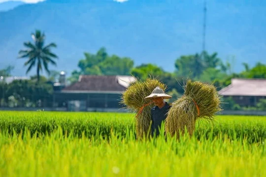 Những cánh đồng lúa hiện thực hóa mục tiêu phát triển nông nghiệp bền vững